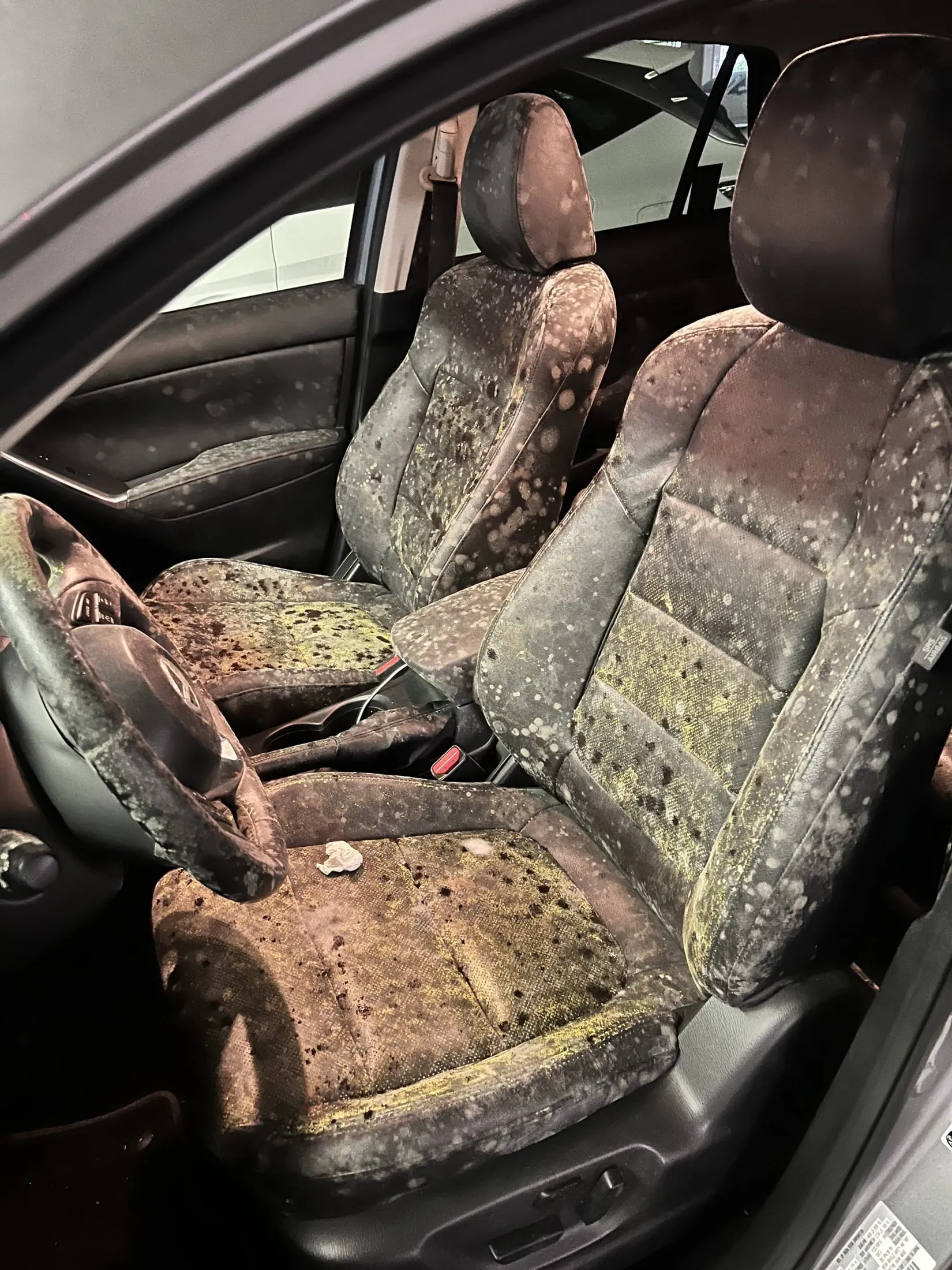 Before: car seats covered in mold